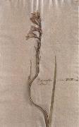 Herbarium sheet Johann Wolfgang von Goethe